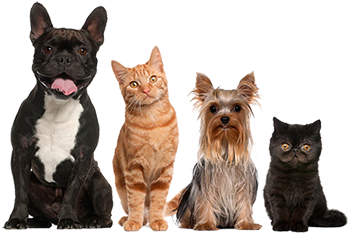 Pet Registration