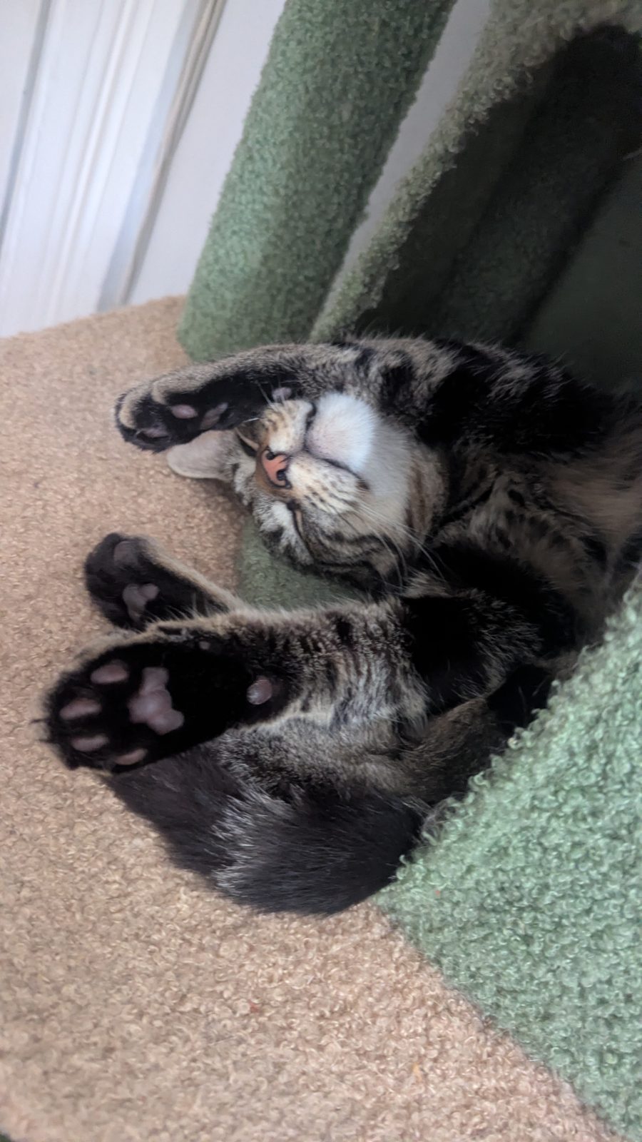 Photo of Chimi