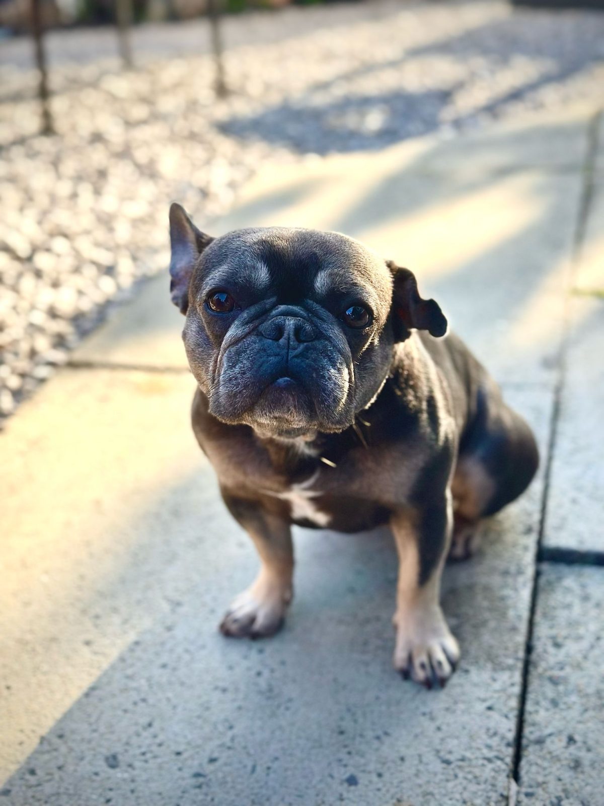 Photo of Willow