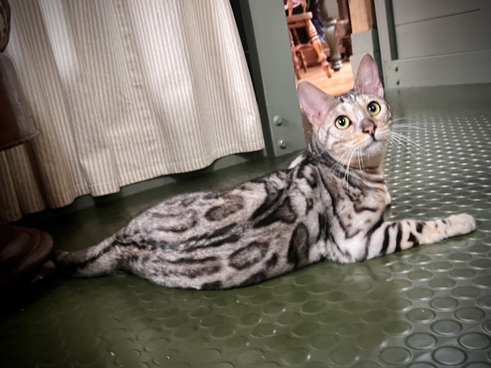 Photo of Indi