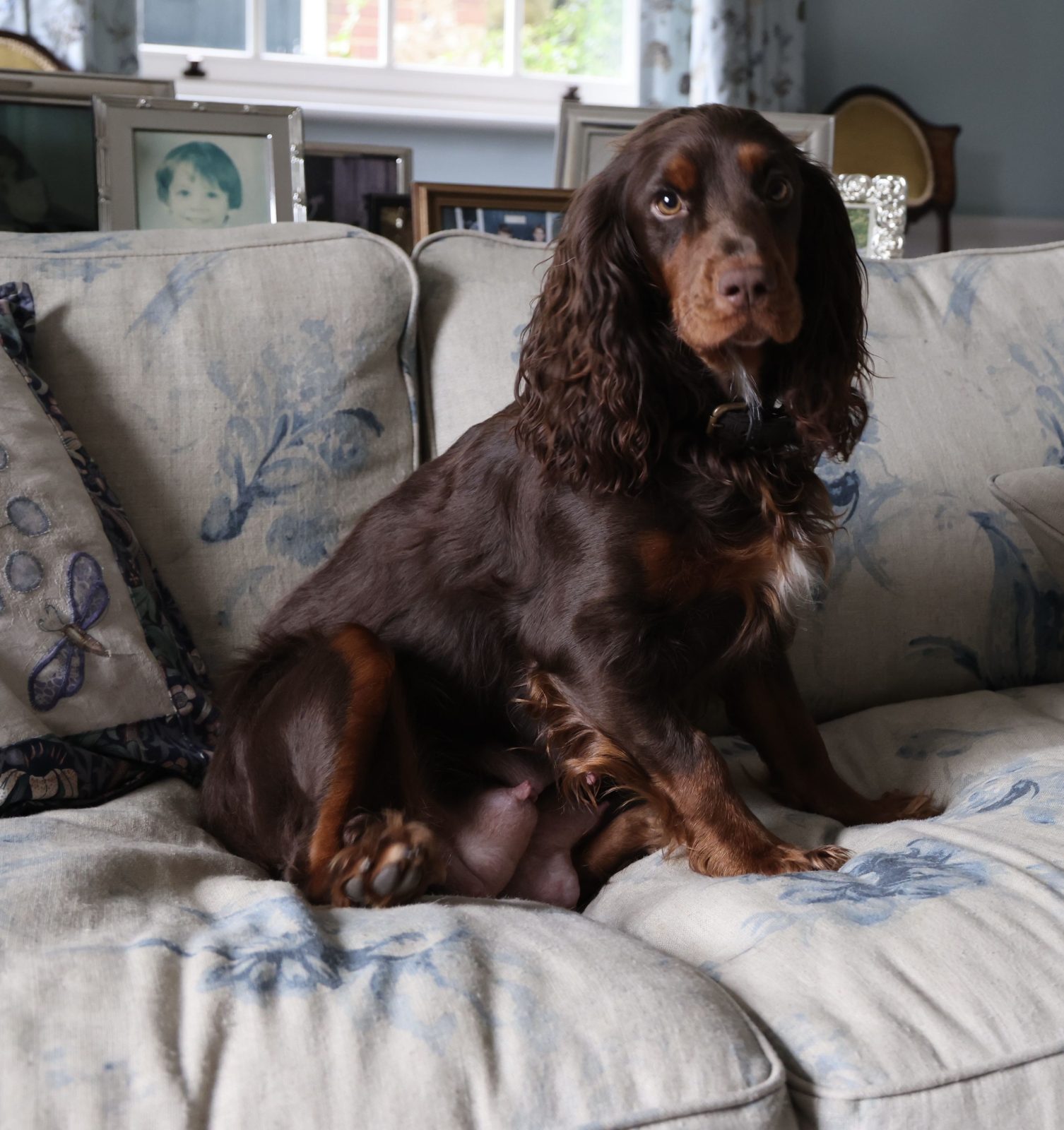 Photo of Truffle