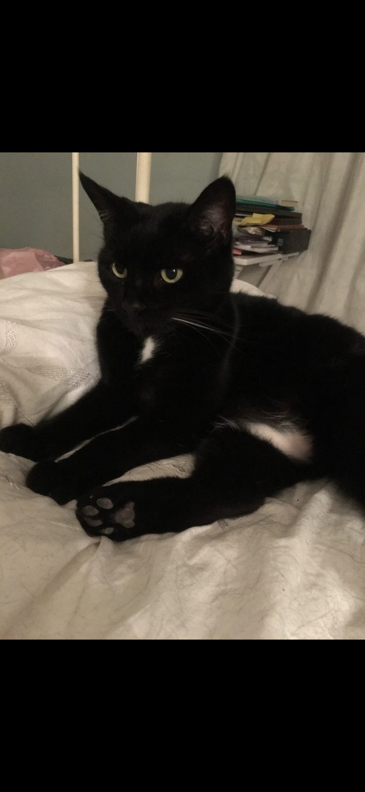 Photo of Pixie