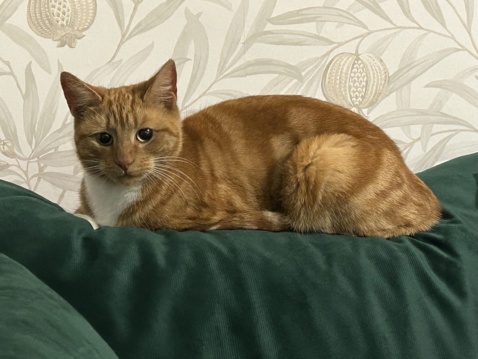 Photo of Luna