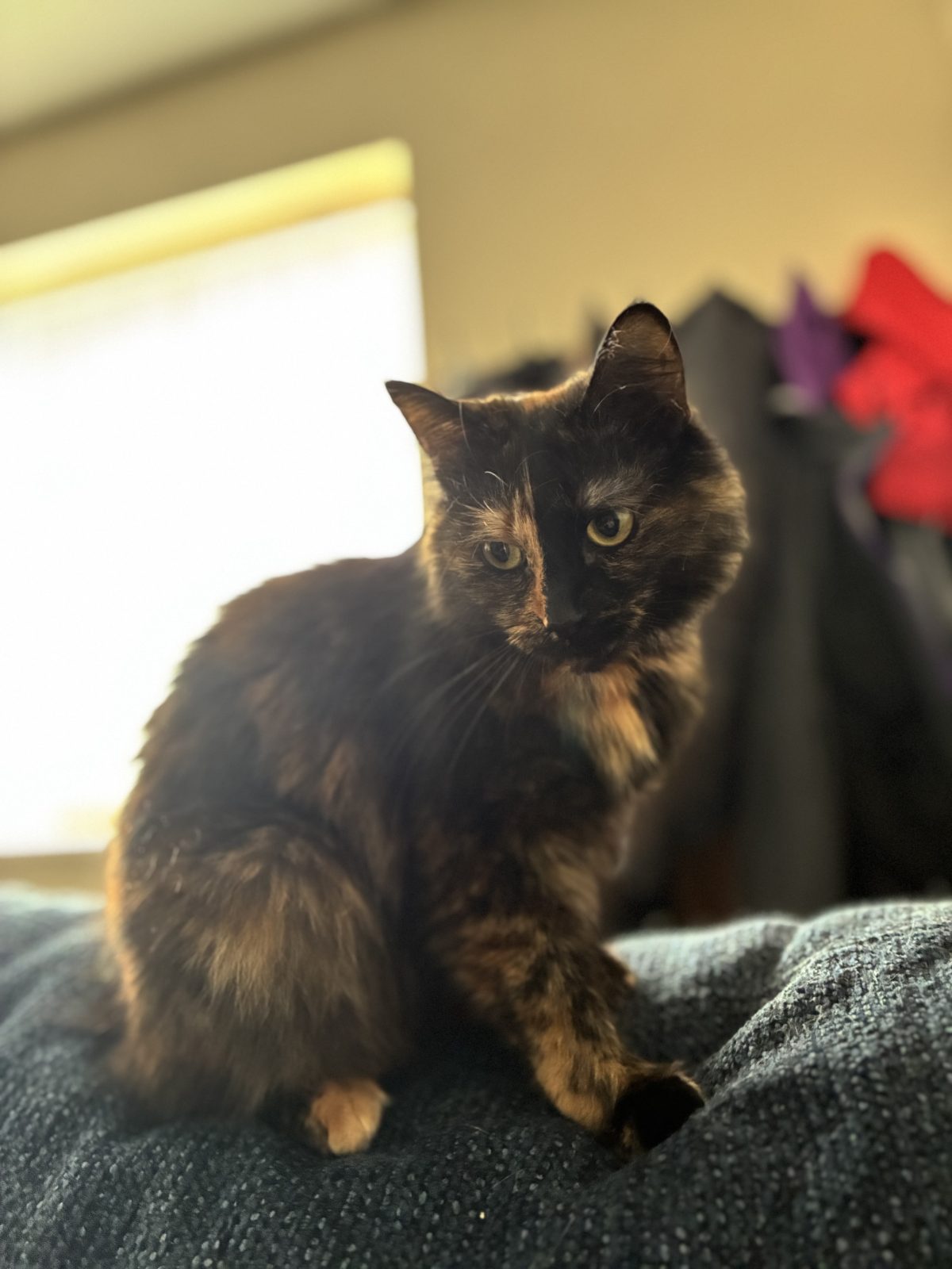 Photo of Bella