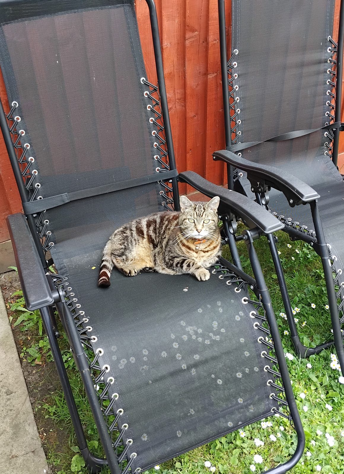 Photo of Ollie