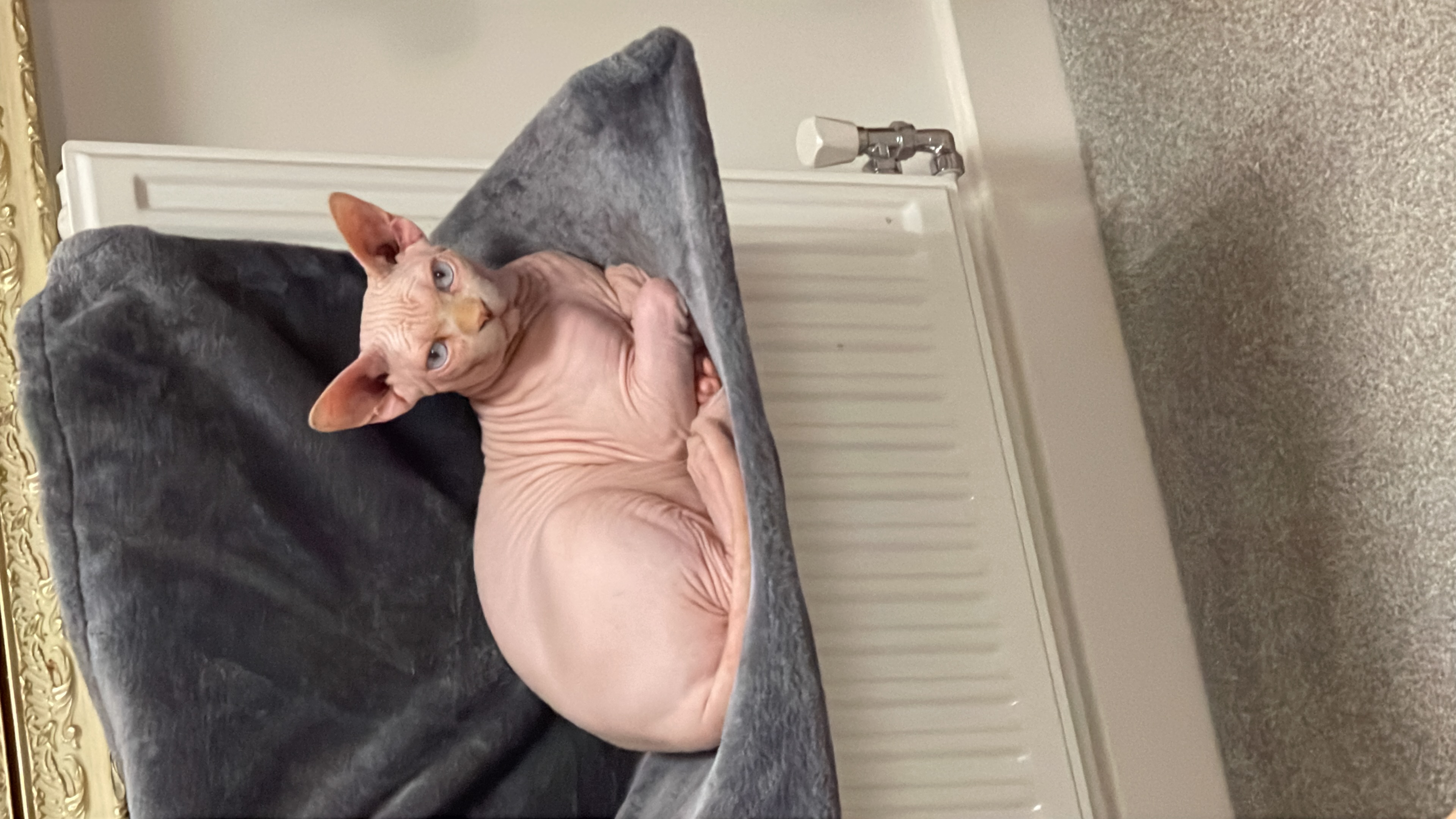 Photo of kitty (Buster) Cooper