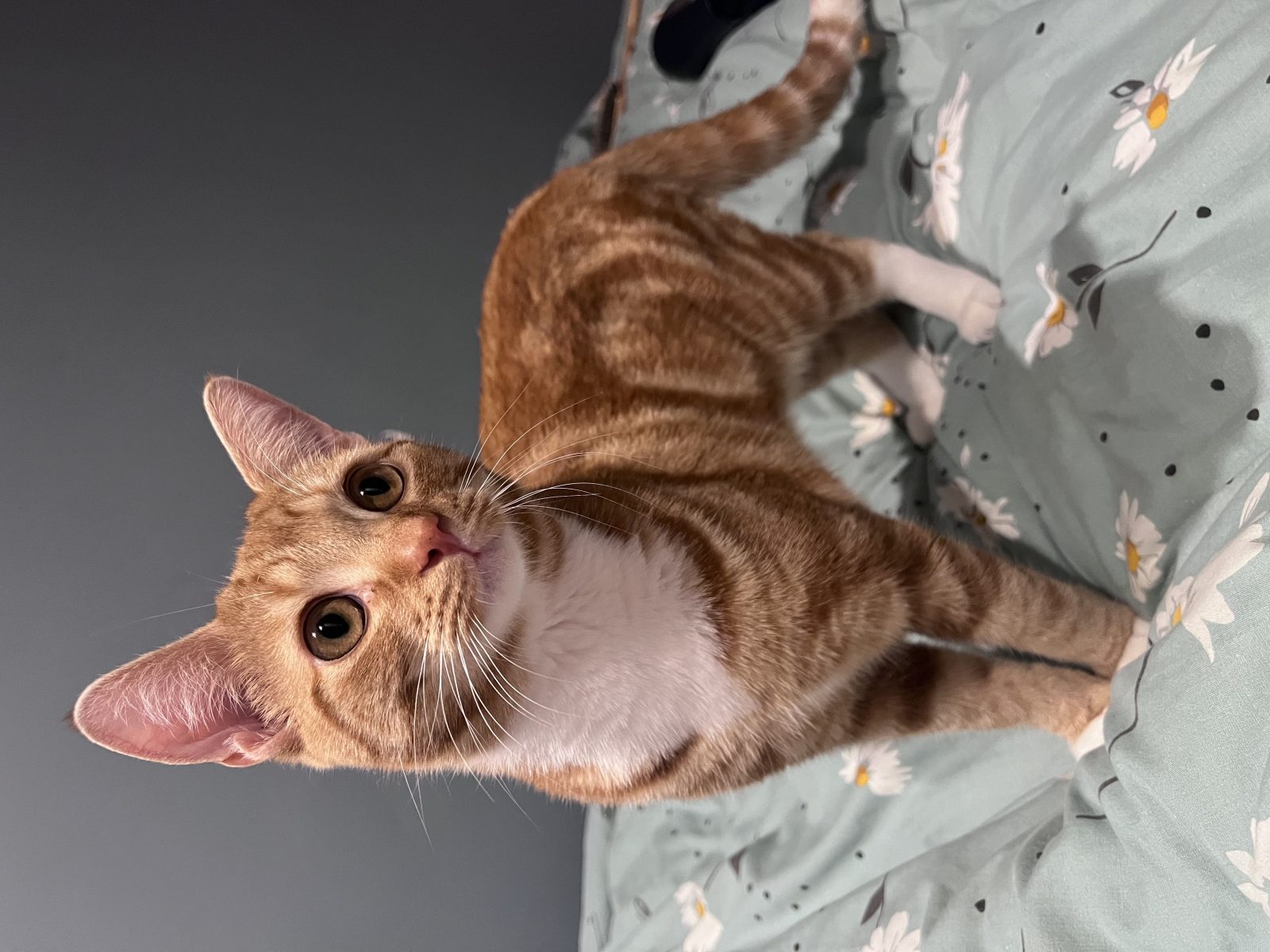 Photo of Gingy