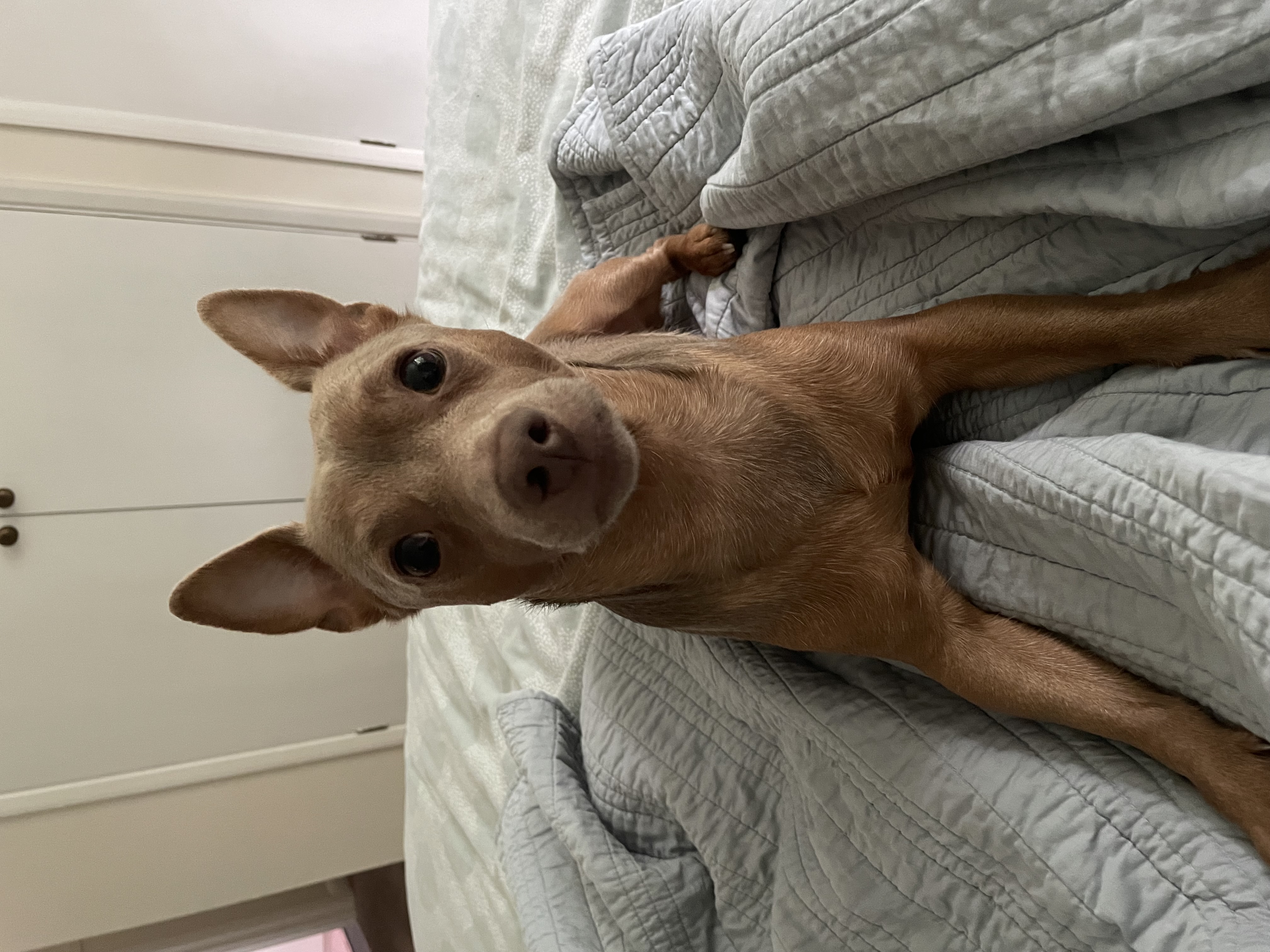 Photo of Reggie Peanut