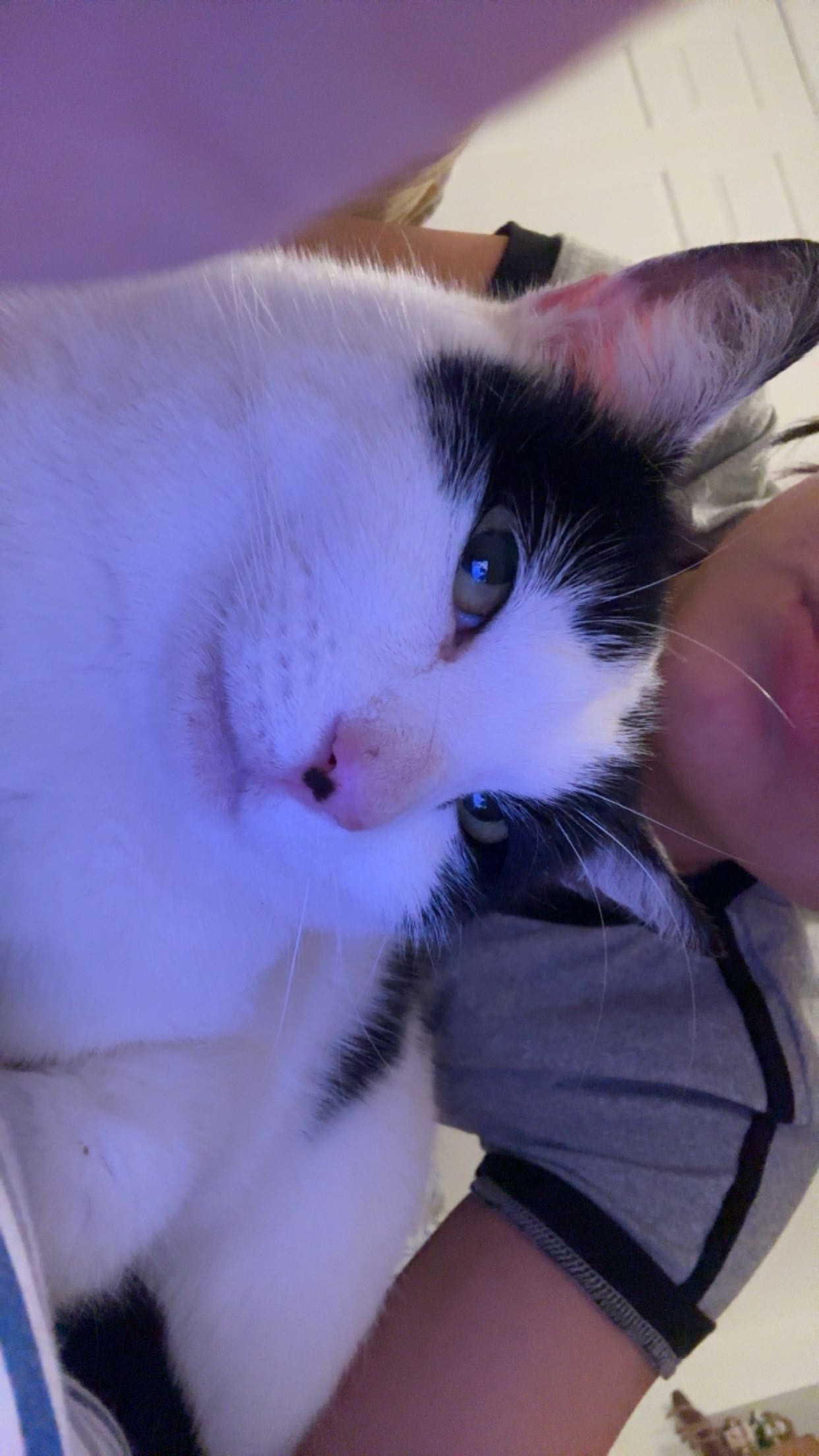 Photo of Oreo