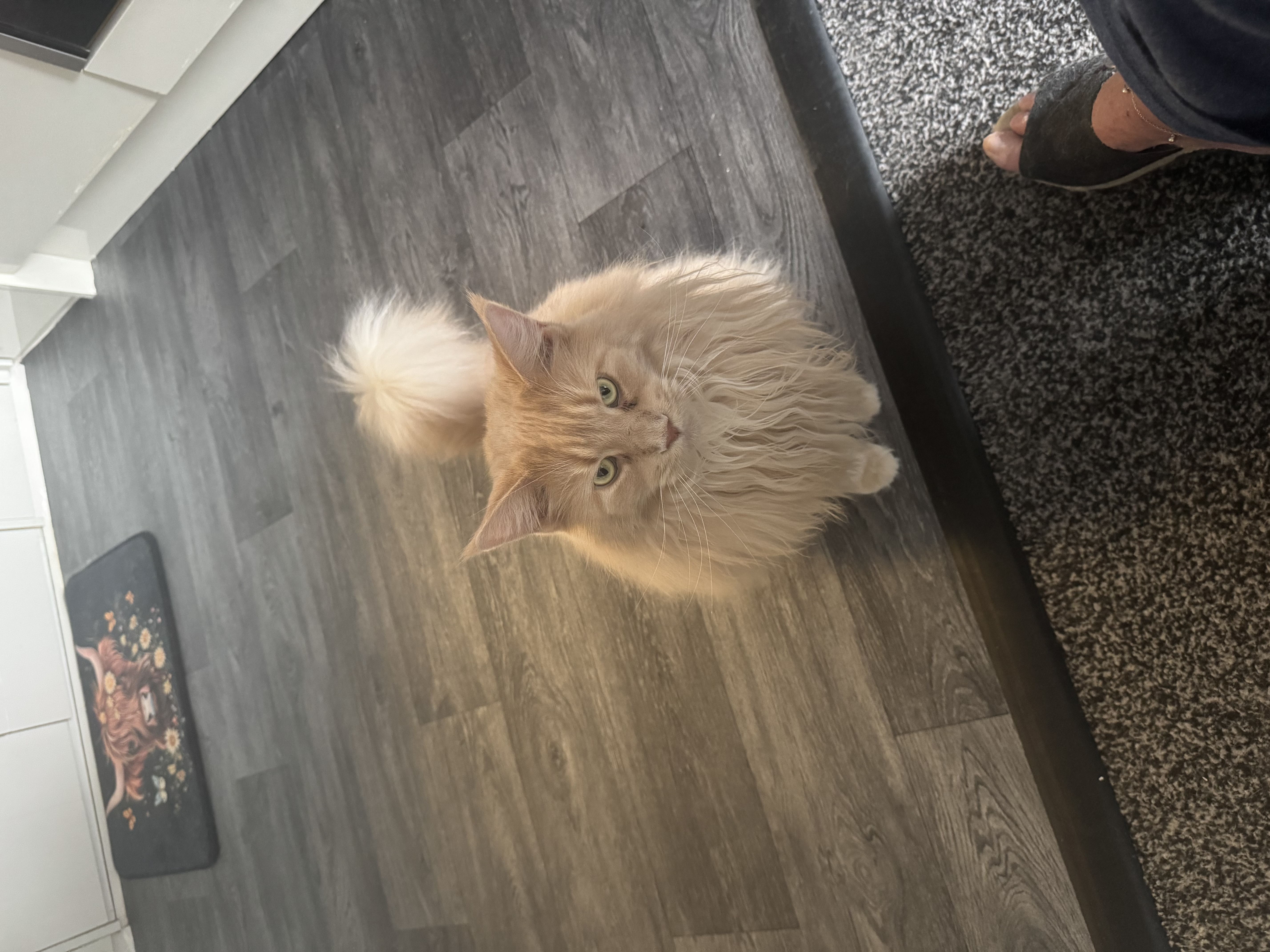 Photo of Mocha
