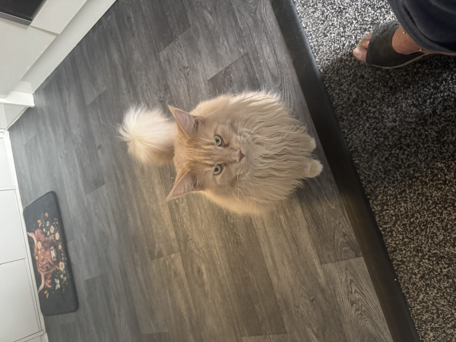 Photo of Mocha