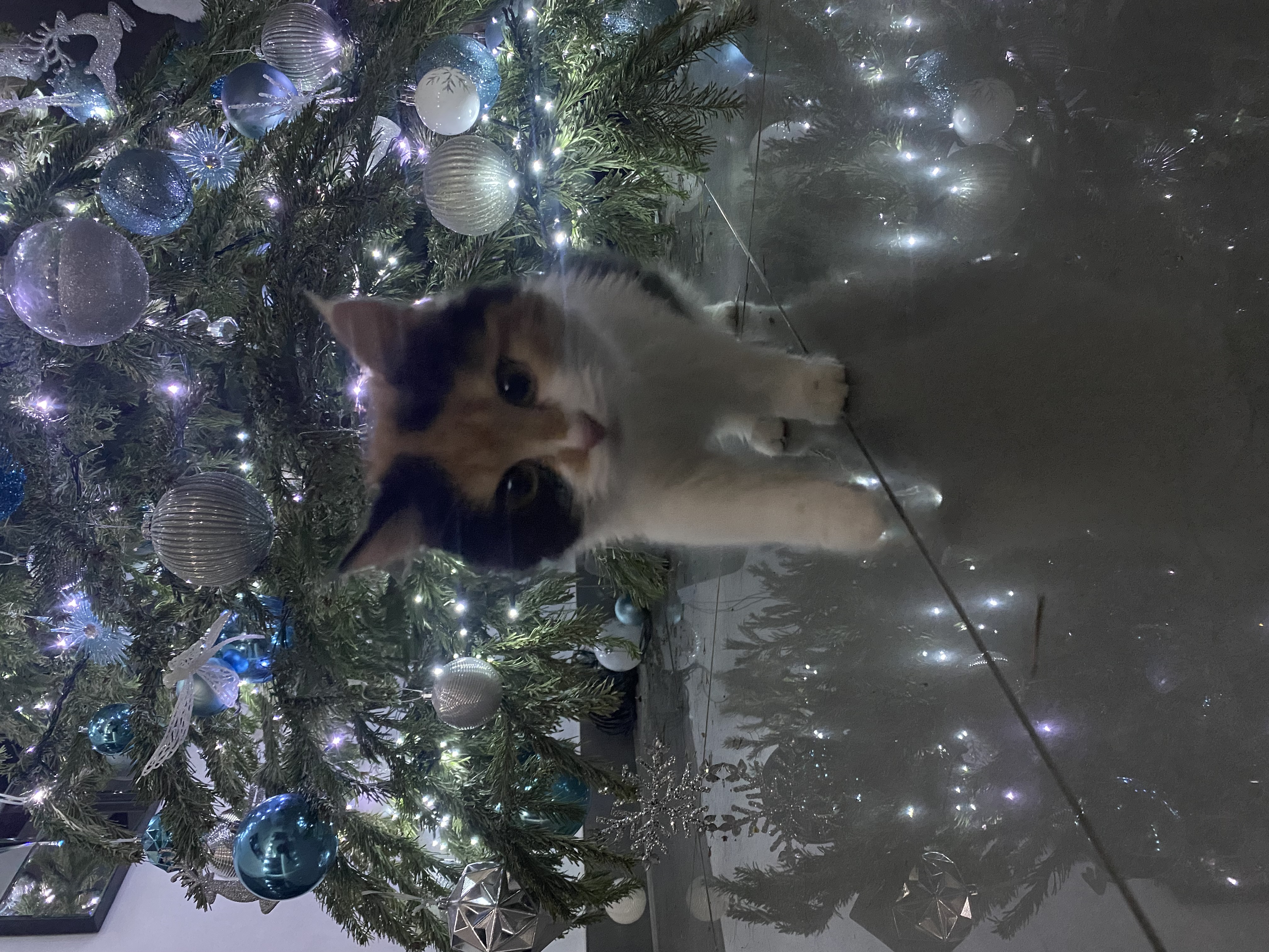 Photo of Lilah