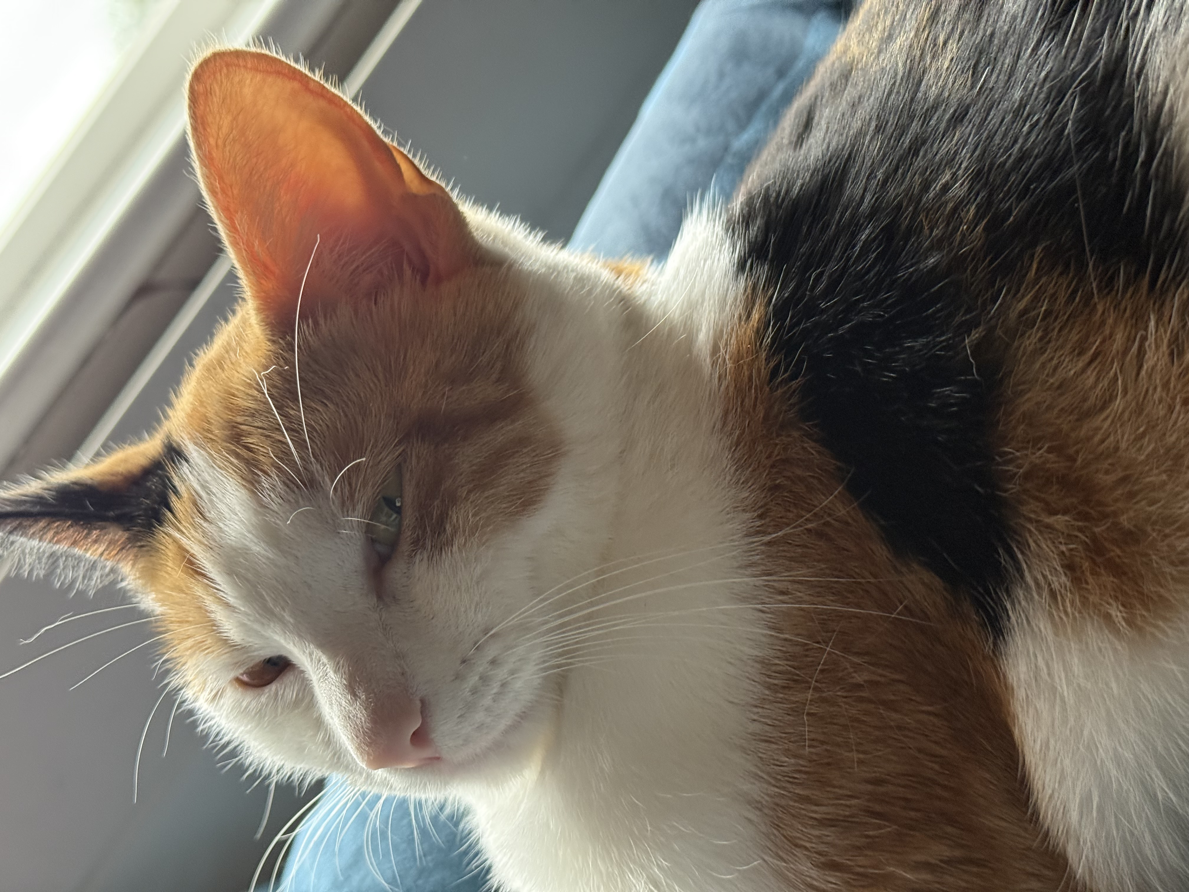 Photo of Whiskey