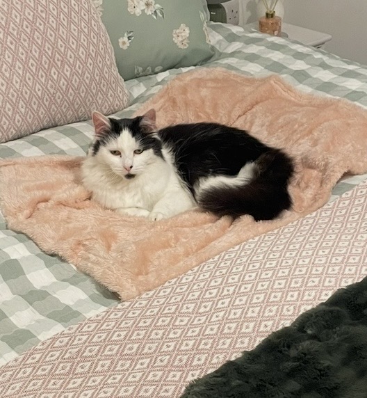 Photo of Nala