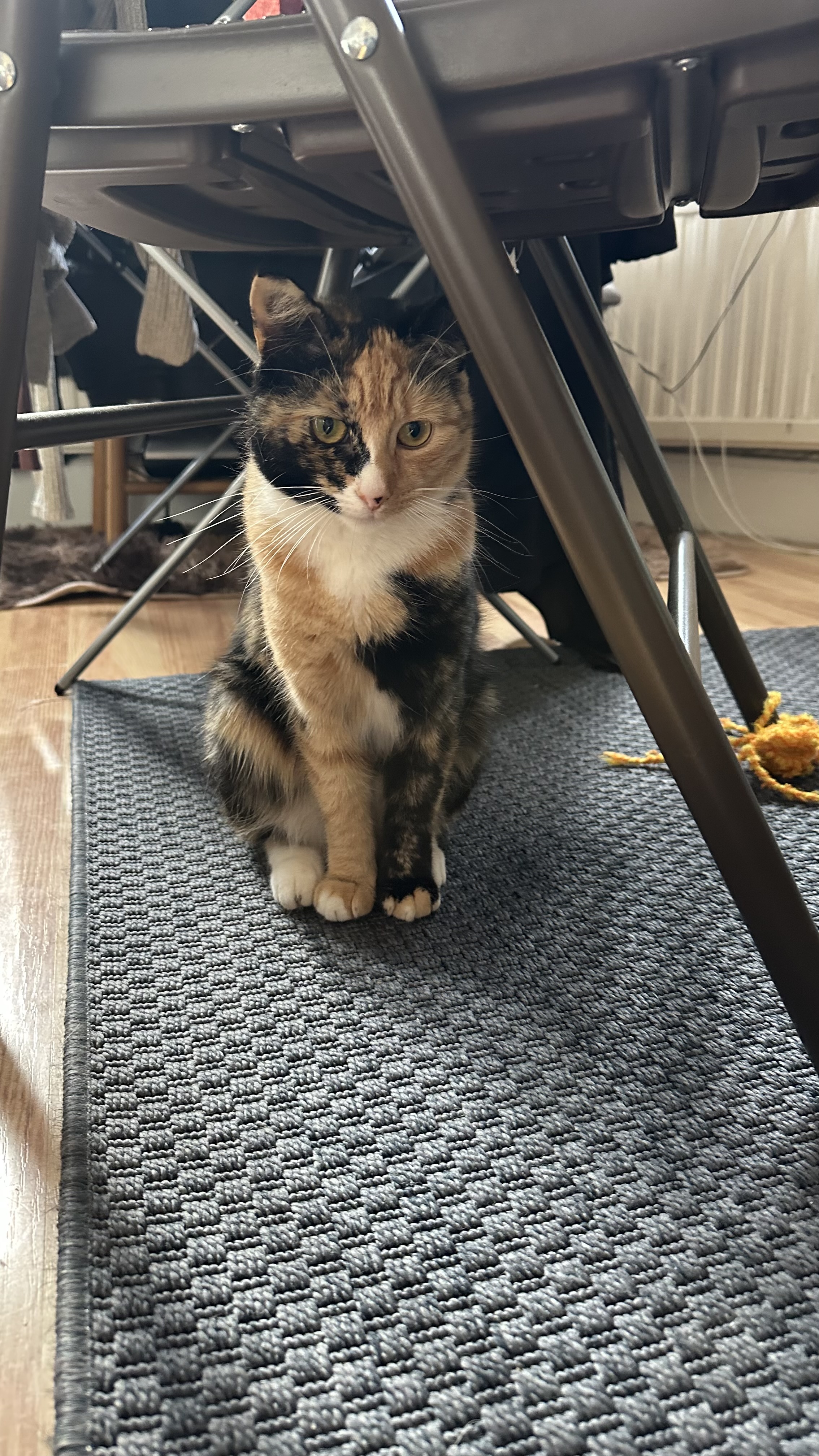 Photo of Biscuit