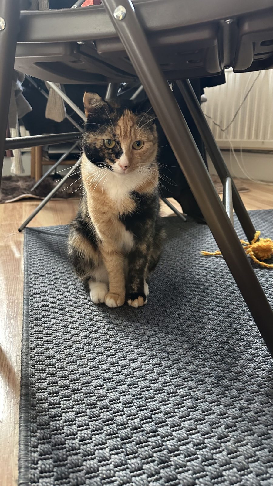 Photo of Biscuit