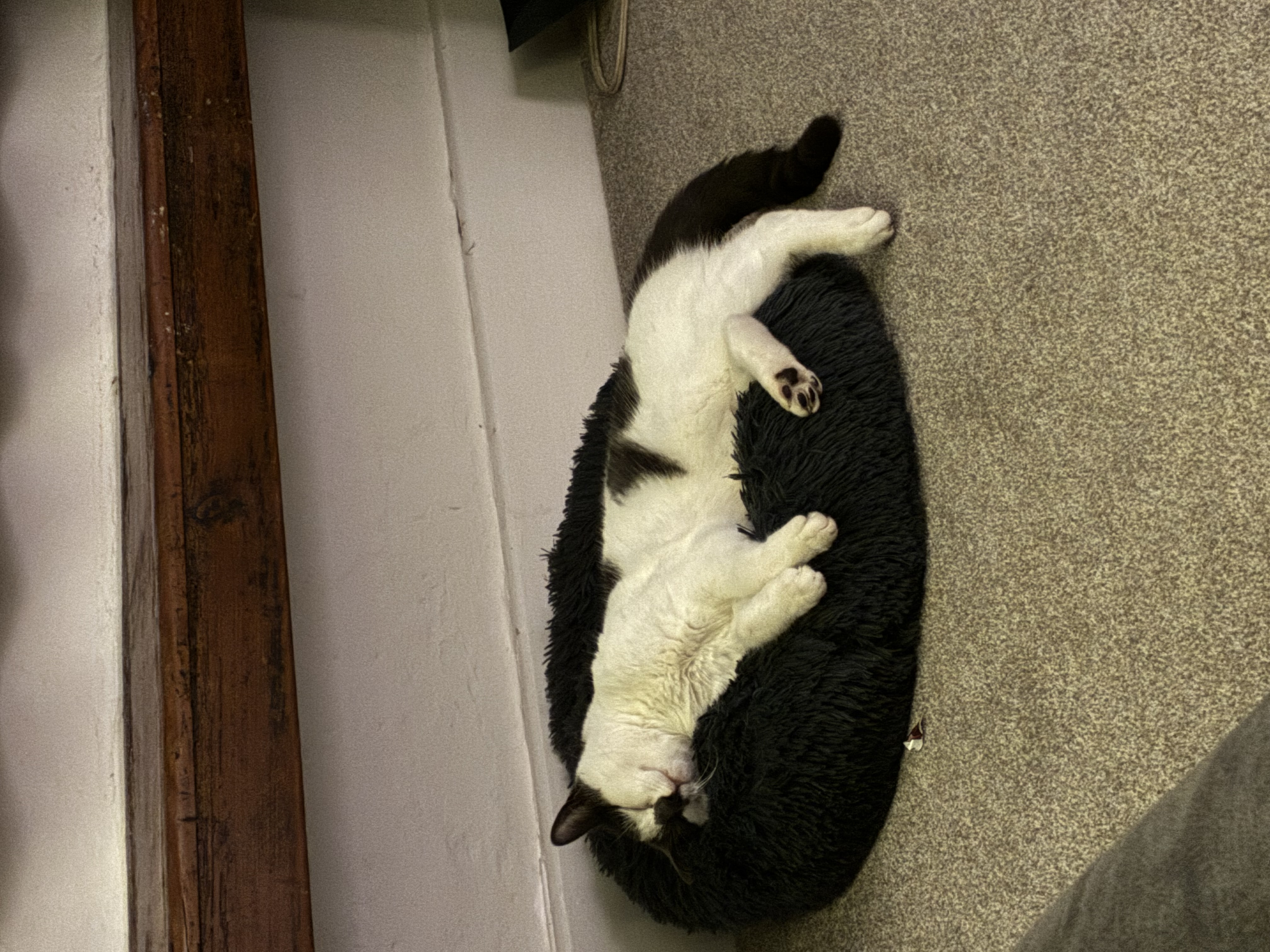 Photo of Pearl