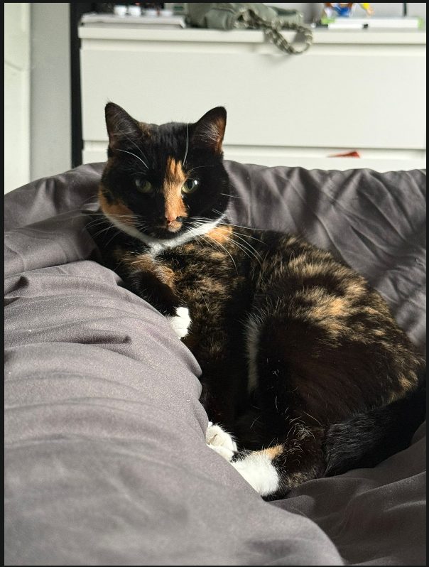 Photo of Stilton