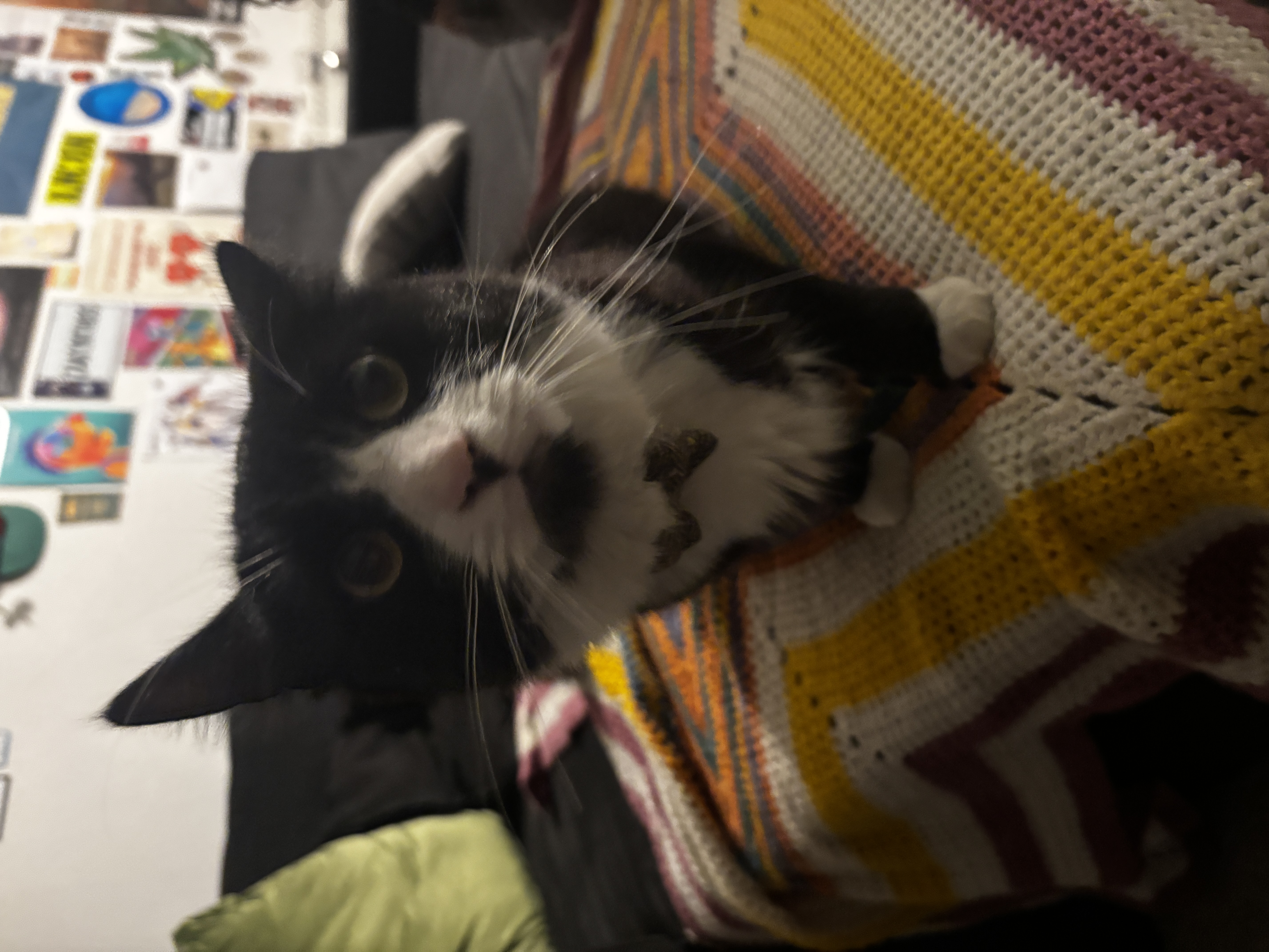 Photo of Tux