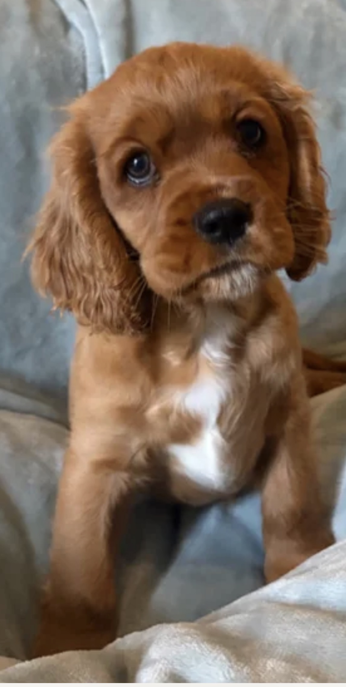 Photo of Cooper