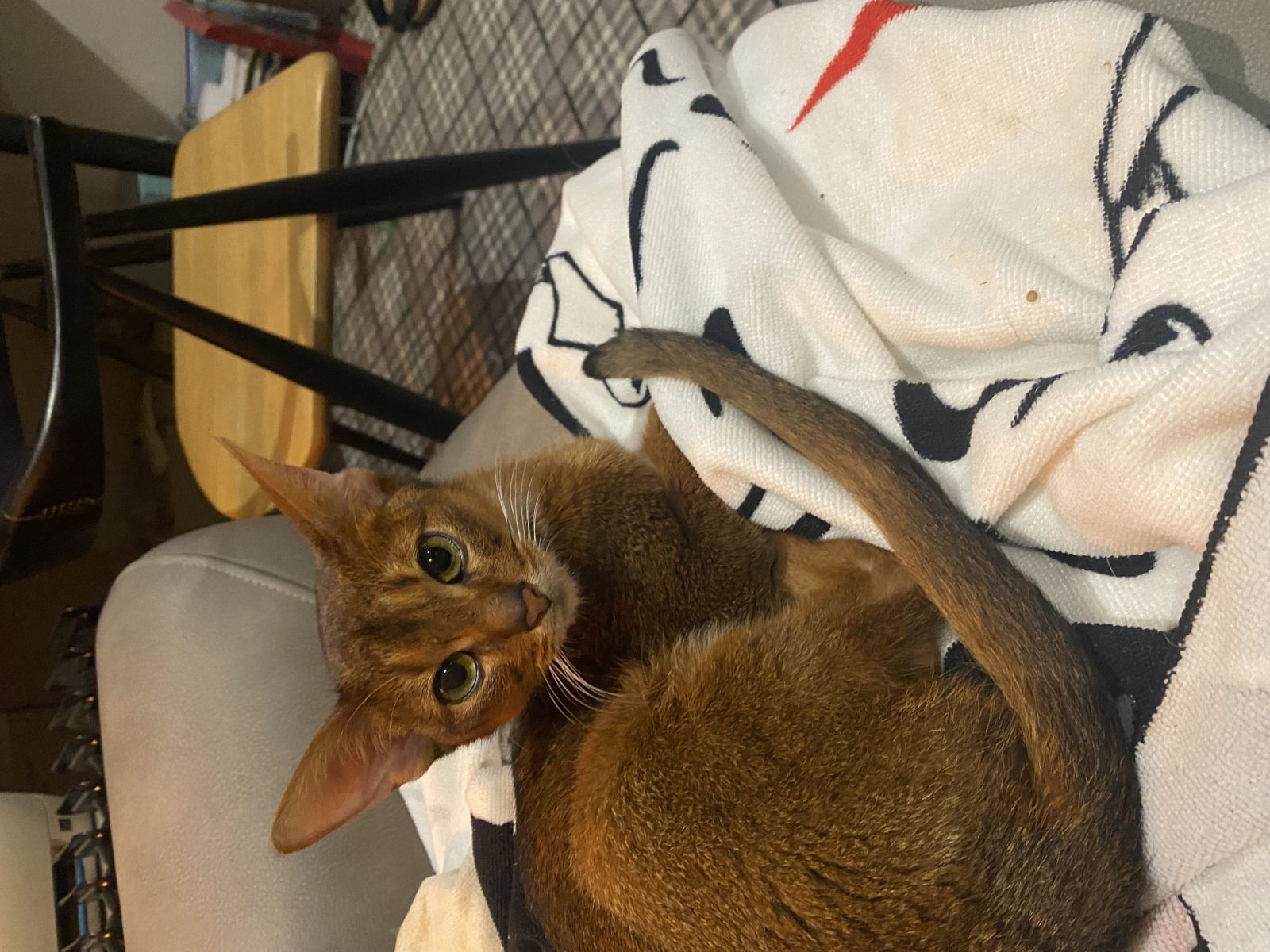 Photo of Rusty