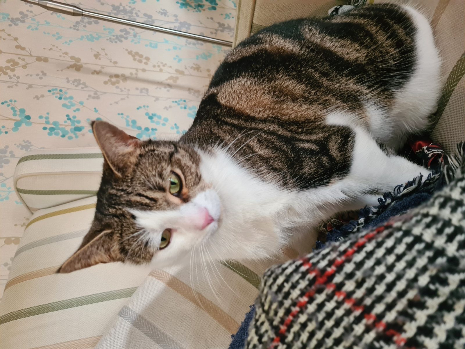 Photo of Ziba