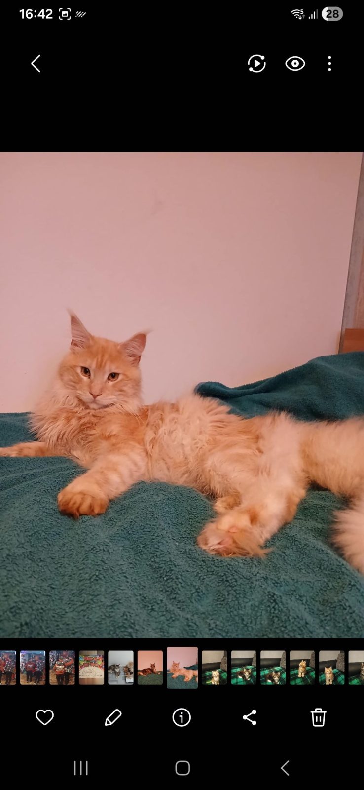 Photo of Leo