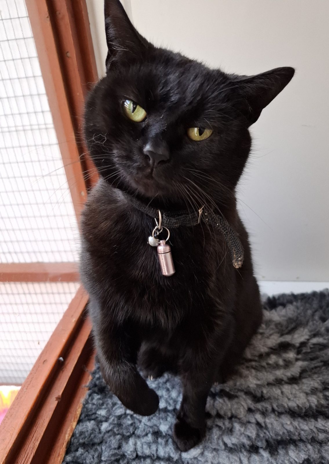 Photo of Misty