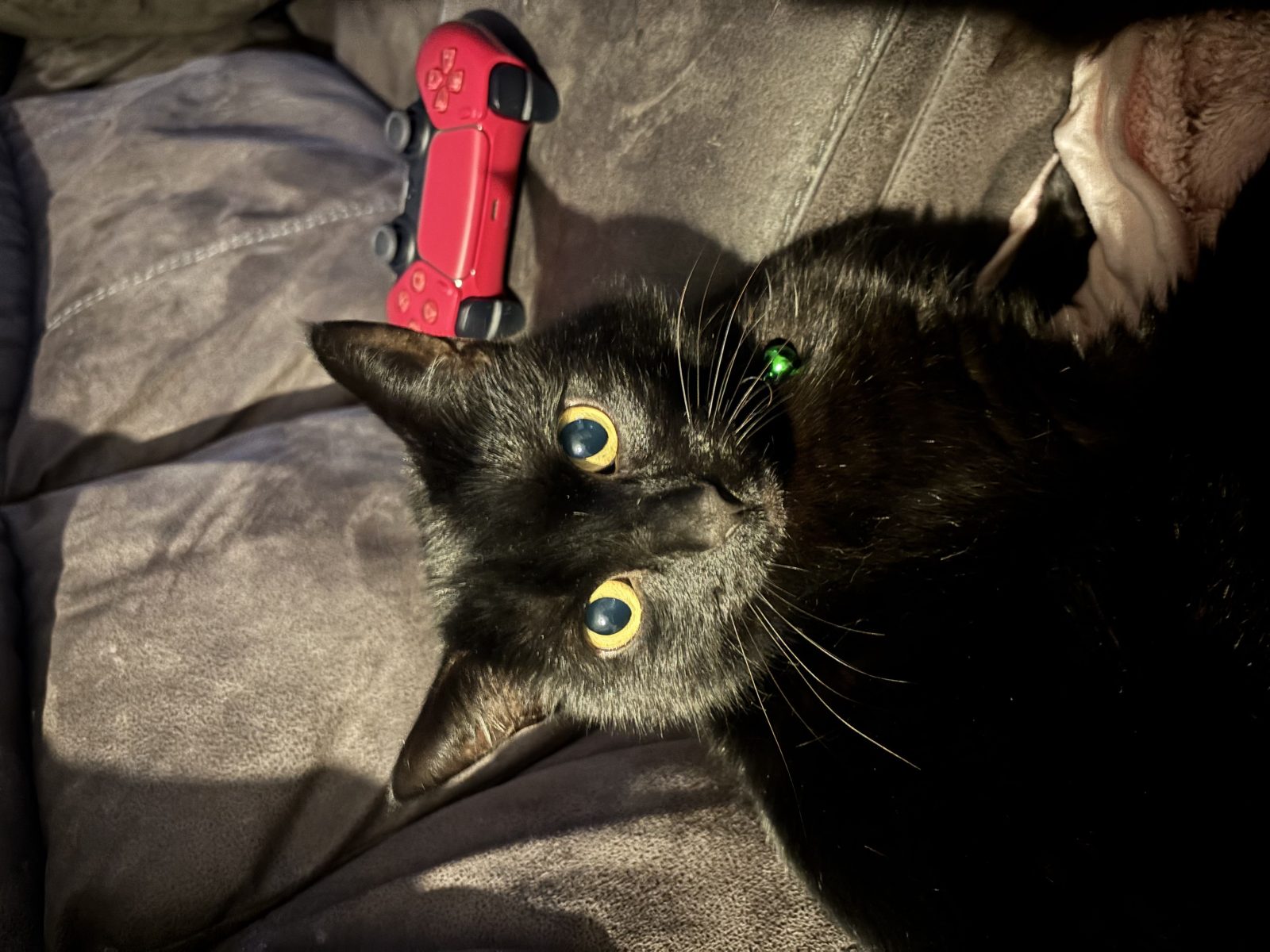 Photo of Binx
