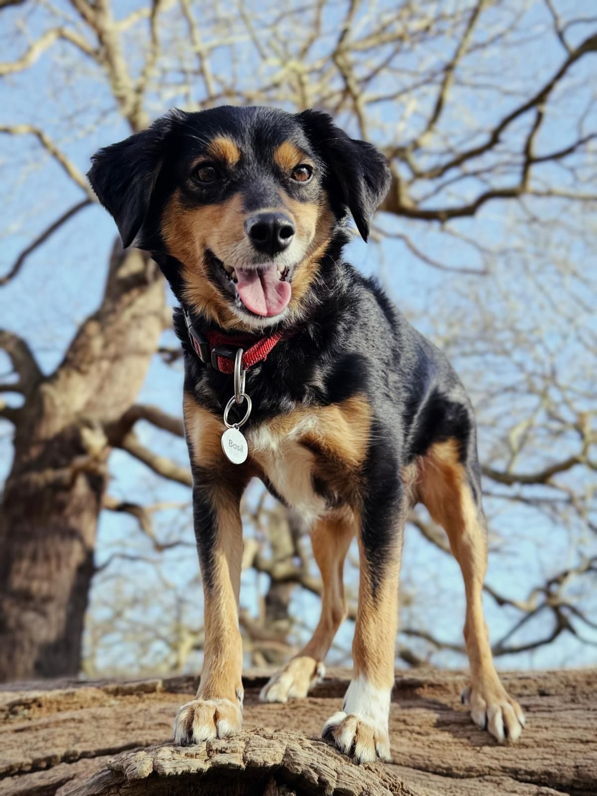 Photo of Basil