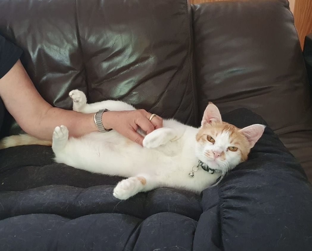 Photo of Tigger