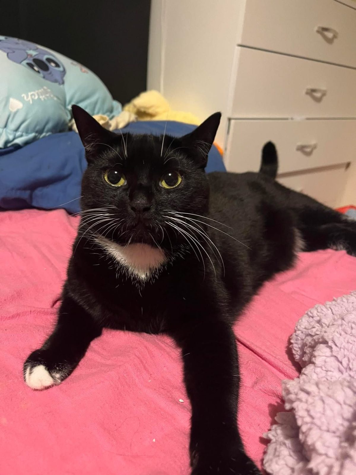 Photo of Luna