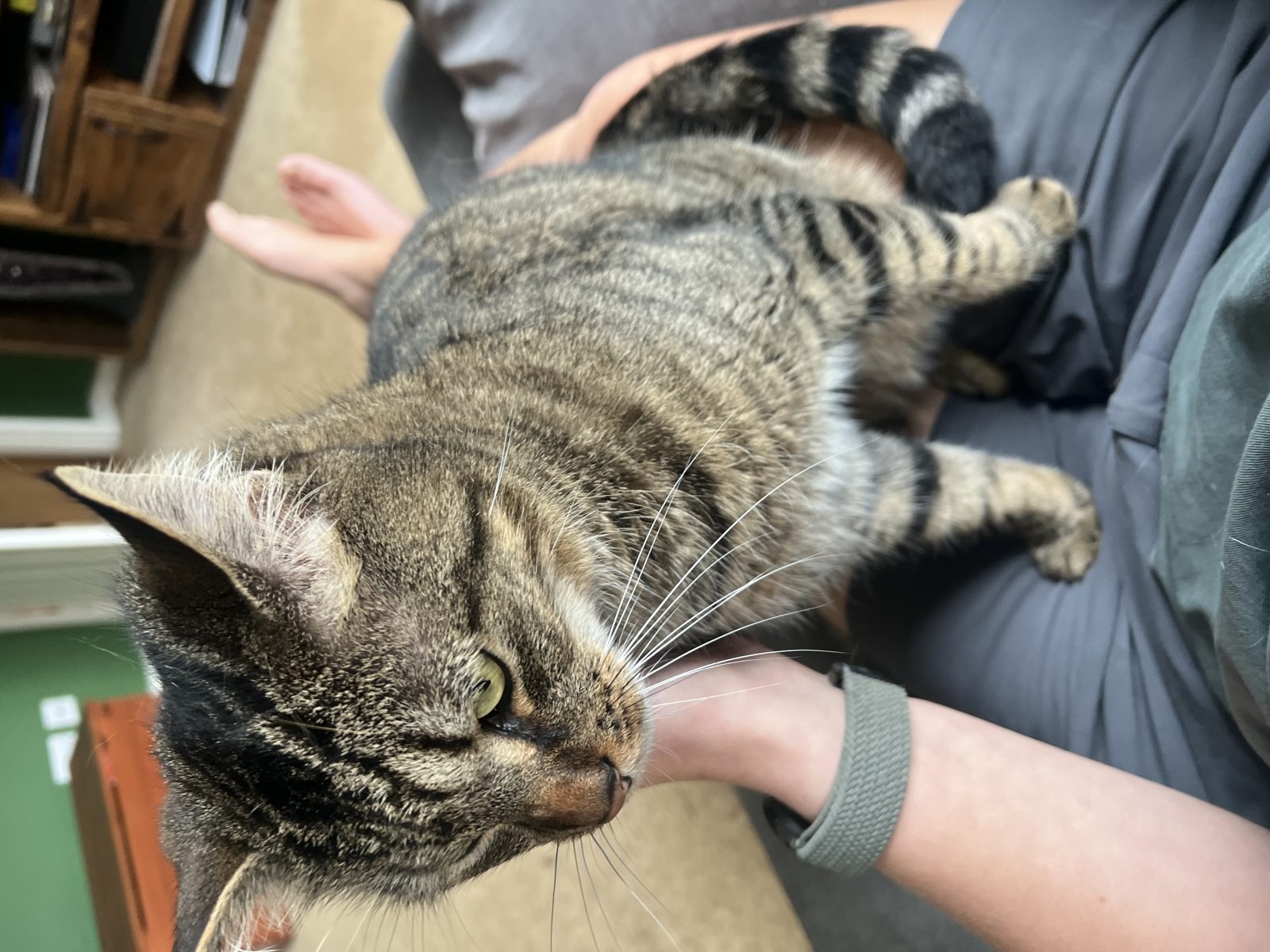 Photo of Oscar