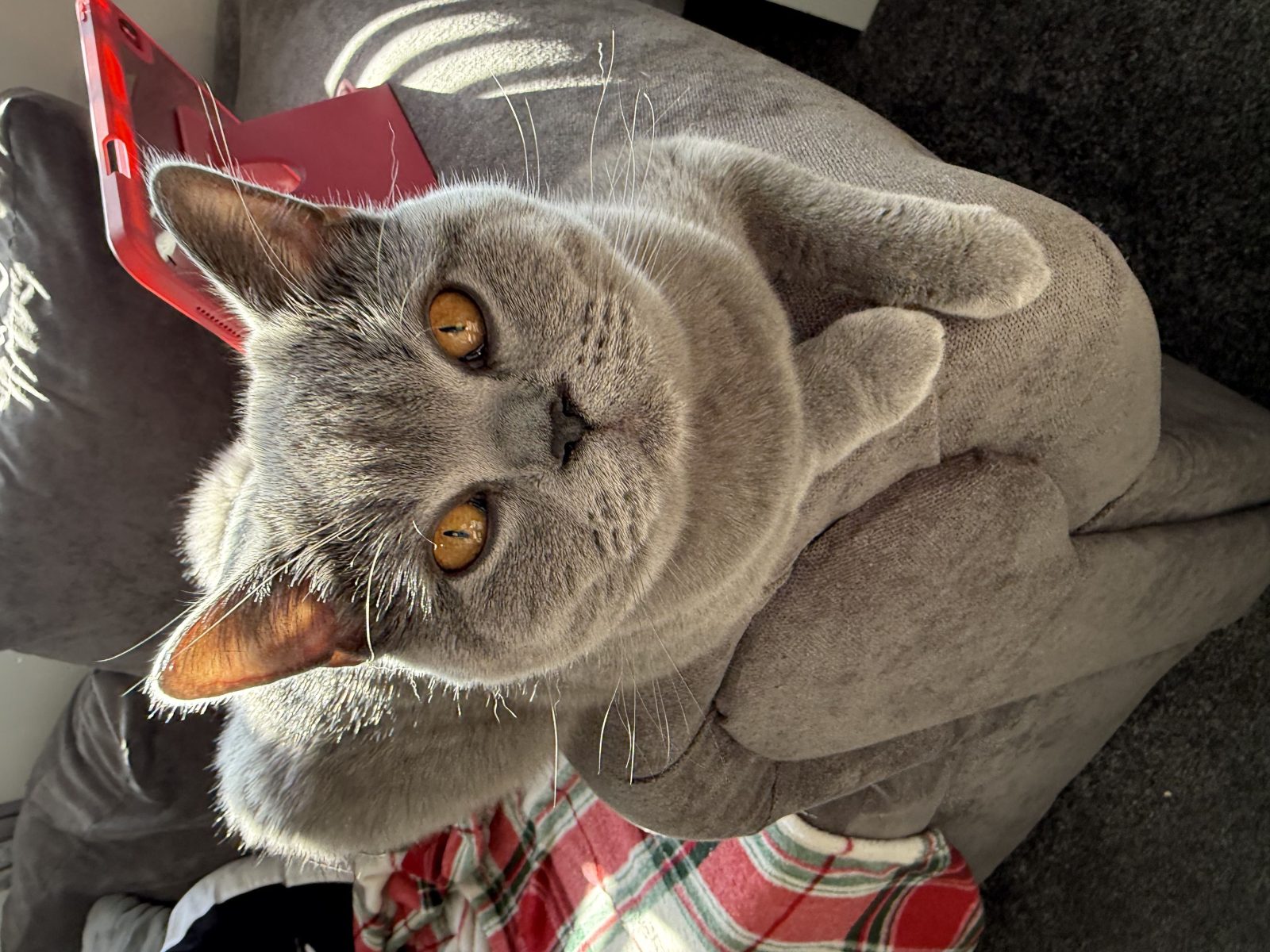 Photo of Mica