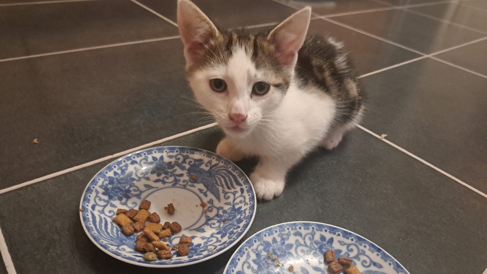 Photo of Fizzy