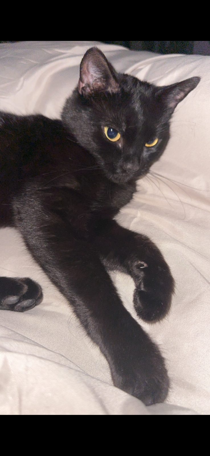 Photo of Ebony