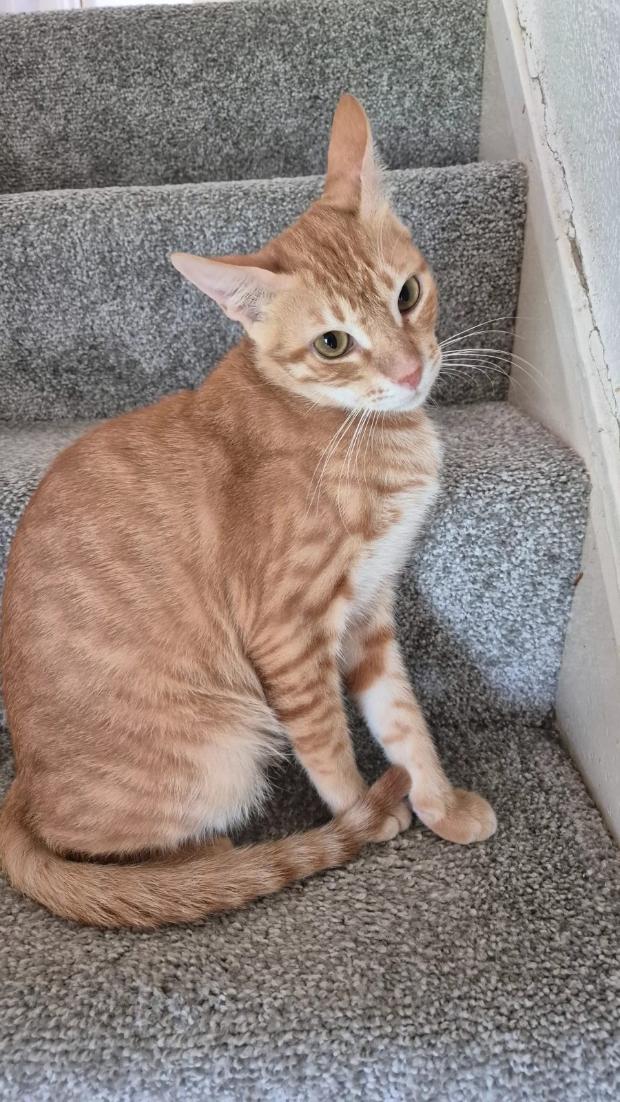 Photo of OSCAR