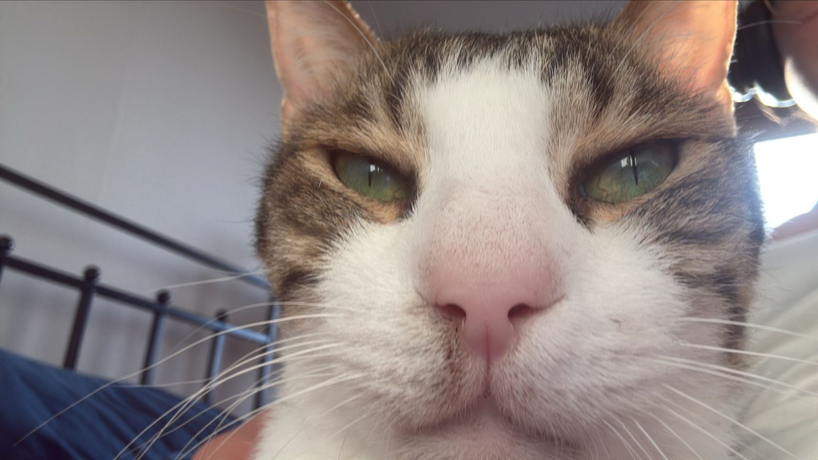 Photo of bob