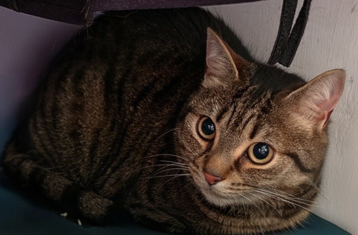 Photo of Tommy