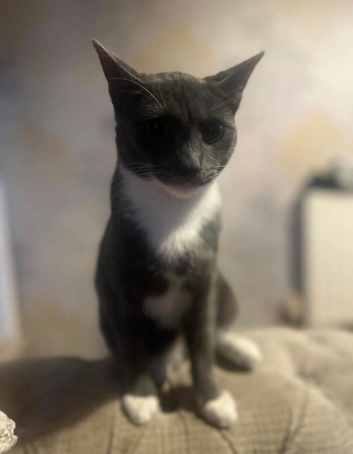 Photo of Thor