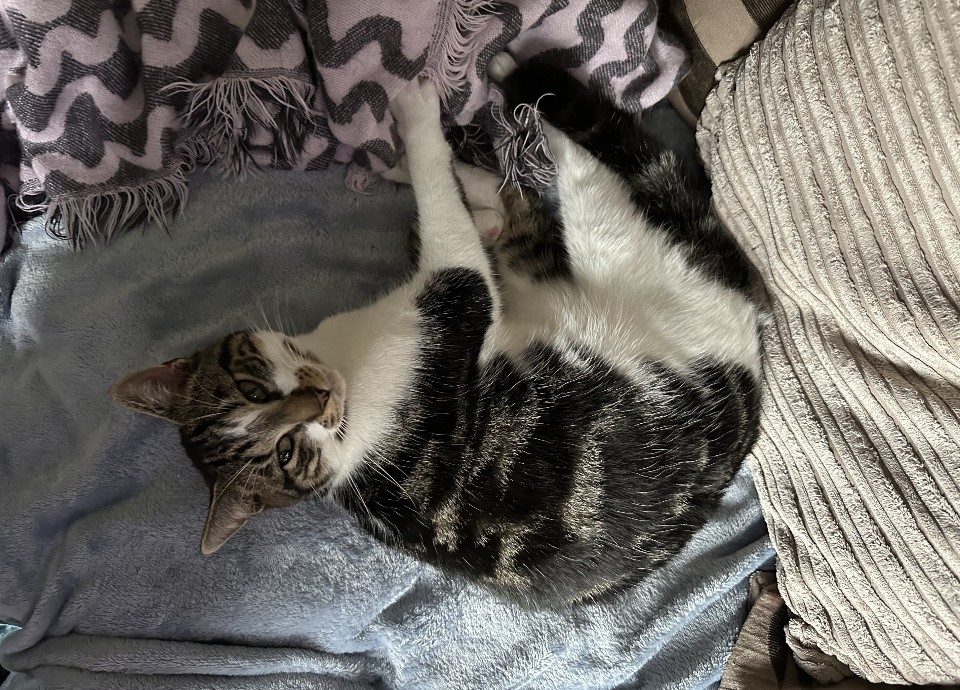 Photo of Simba