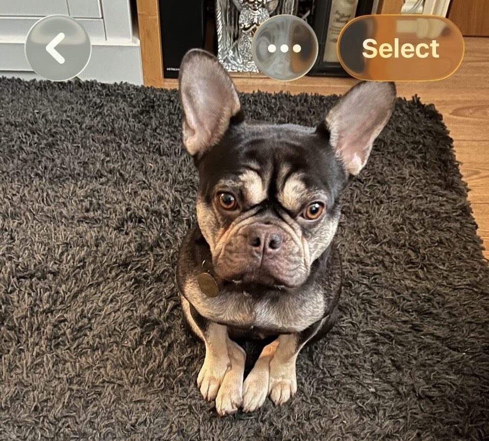 Photo of Coco