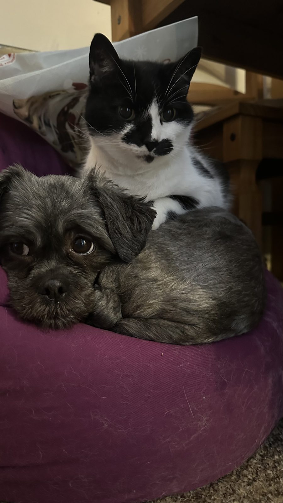 Photo of Coco