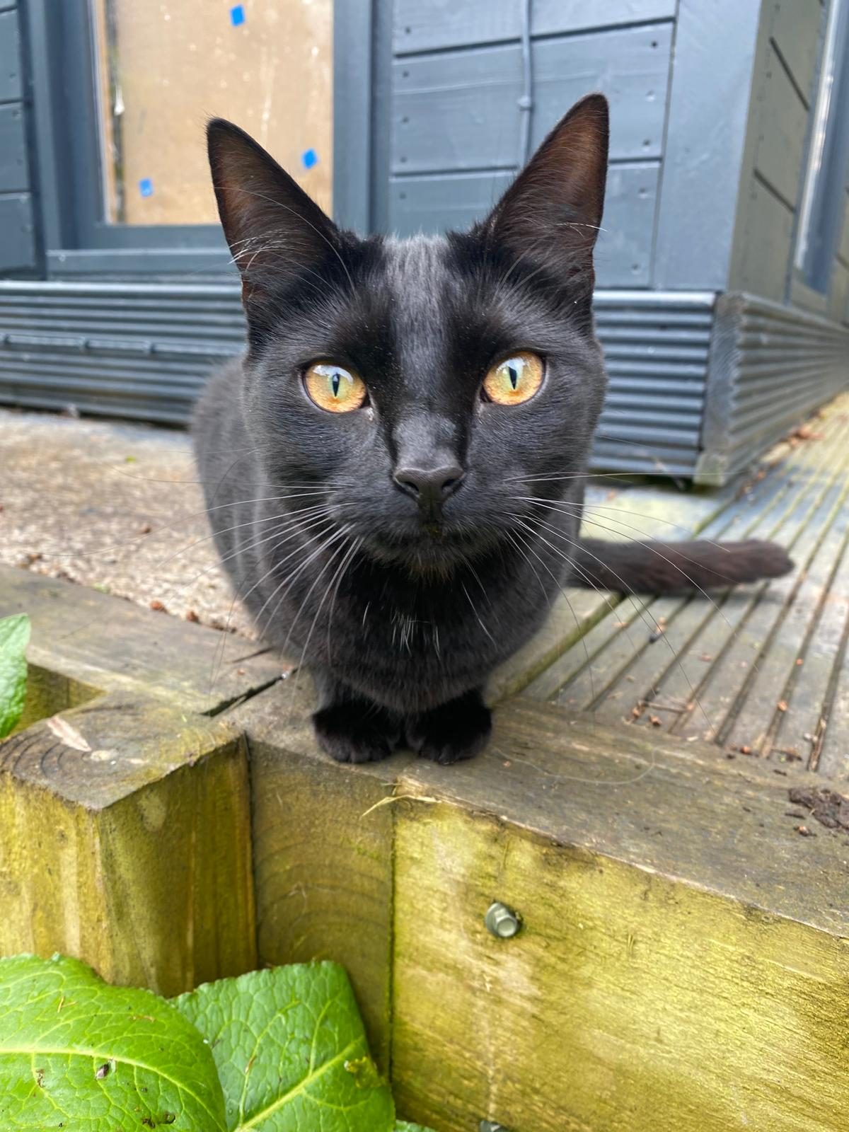Photo of Nyx