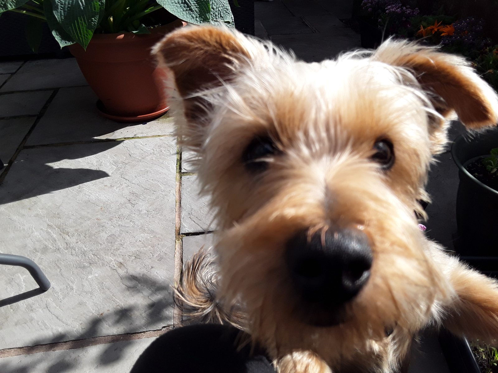 Photo of Teddy