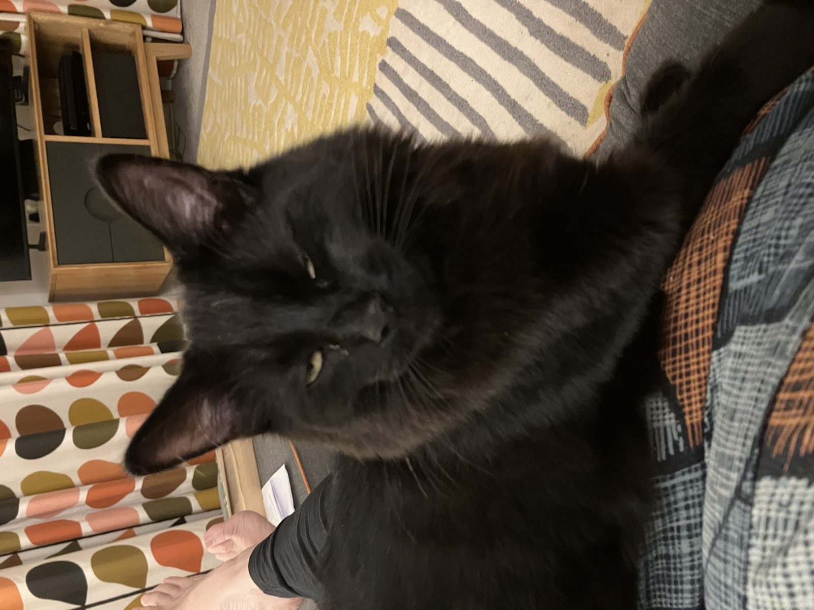 Photo of Bruno