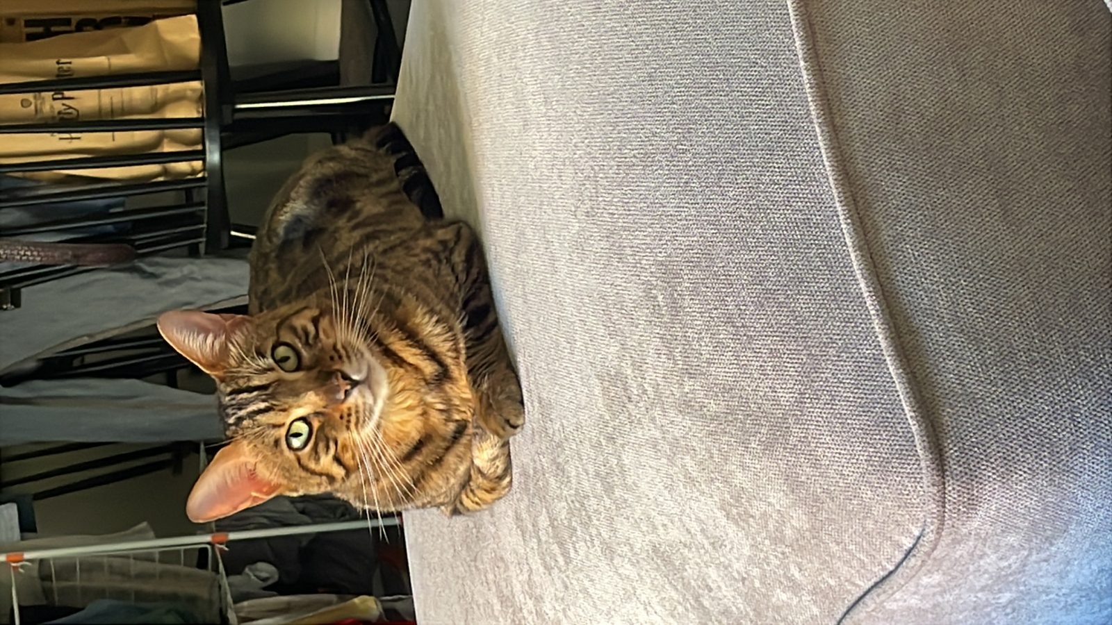 Photo of Milo