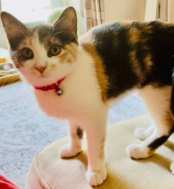 Photo of Kitty