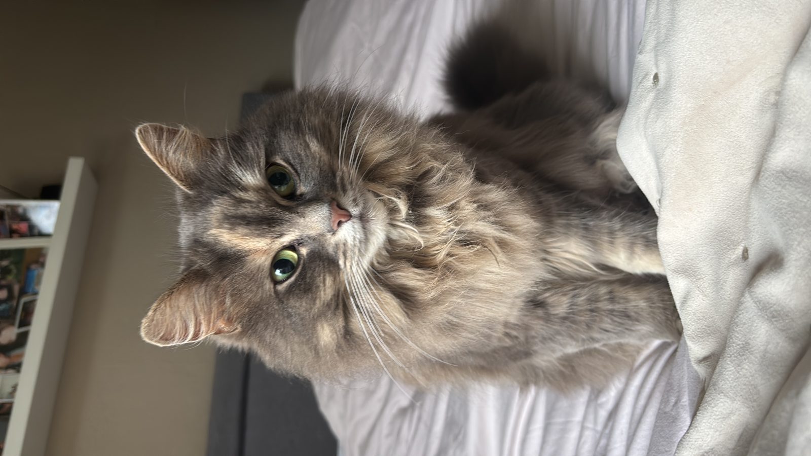 Photo of Nala