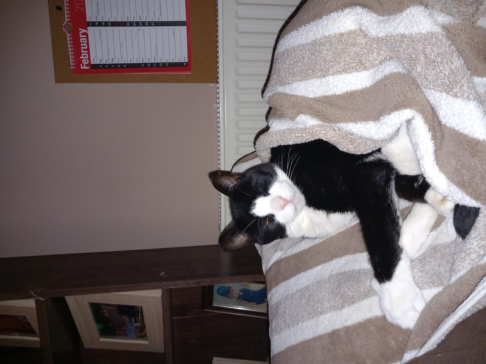 Photo of Tiddles Tasker